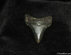/ Fossil Angustiden Shark Tooth #195-1